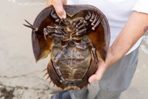 horseshoe_crab_AP_23207757300312_me_0731