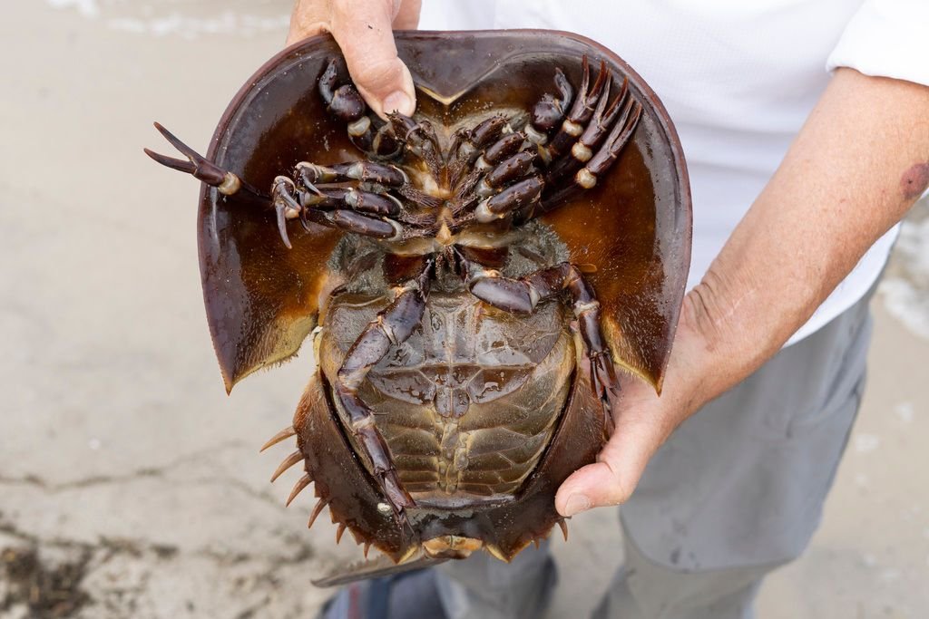 horseshoe_crab_AP_23207757300312_me_0731