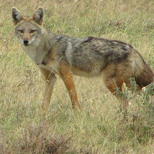 jackals-082259397-1x1